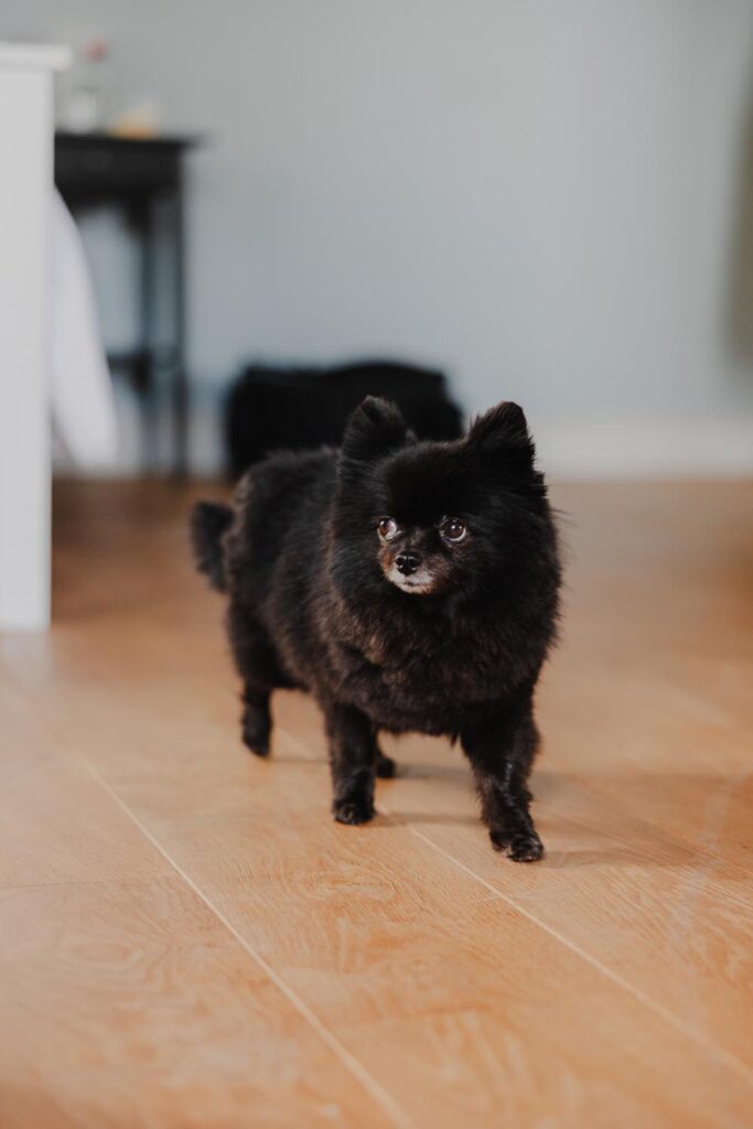 petit chien dans les chambres du château
